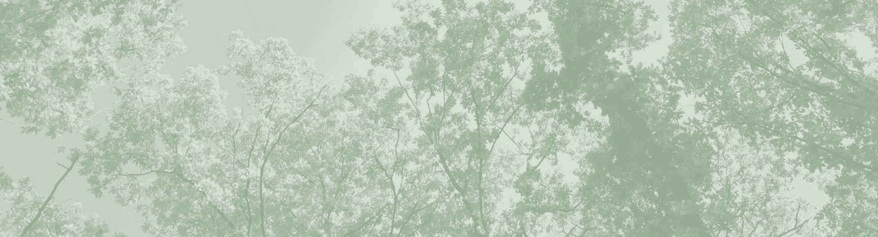 Forest background