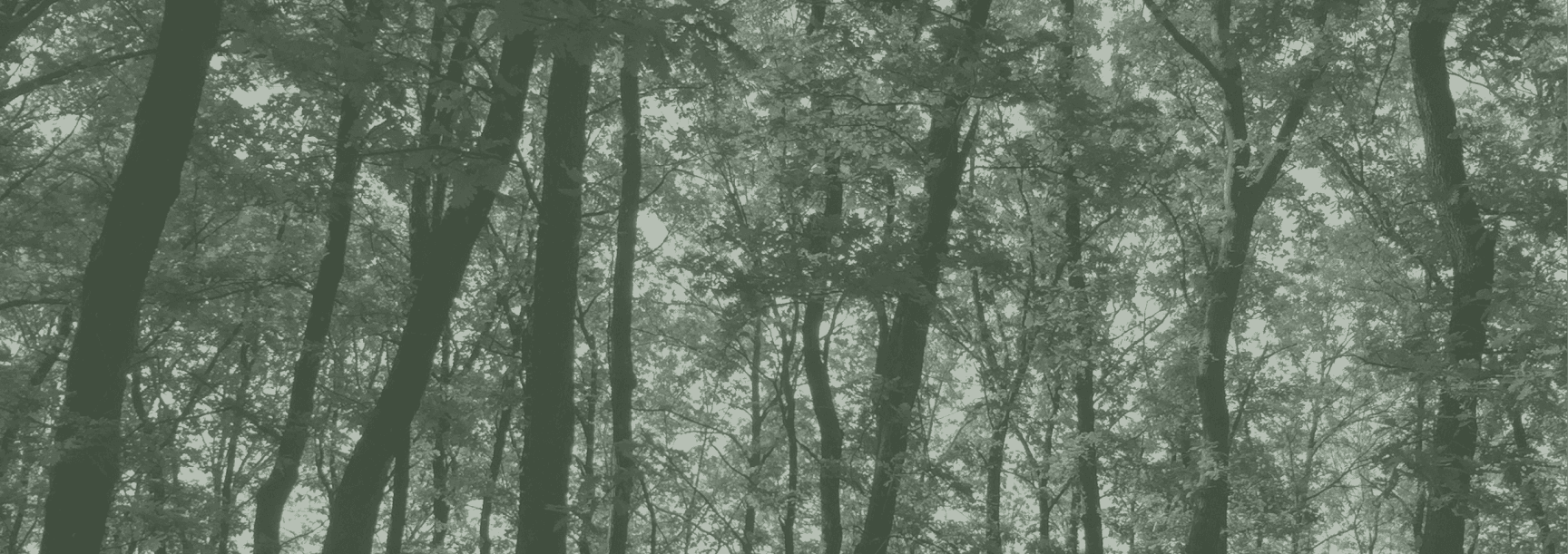 Forest background