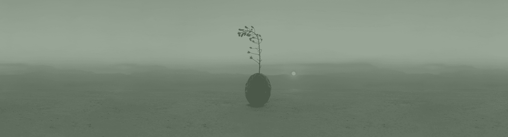 Minimalist plant in misty landscape